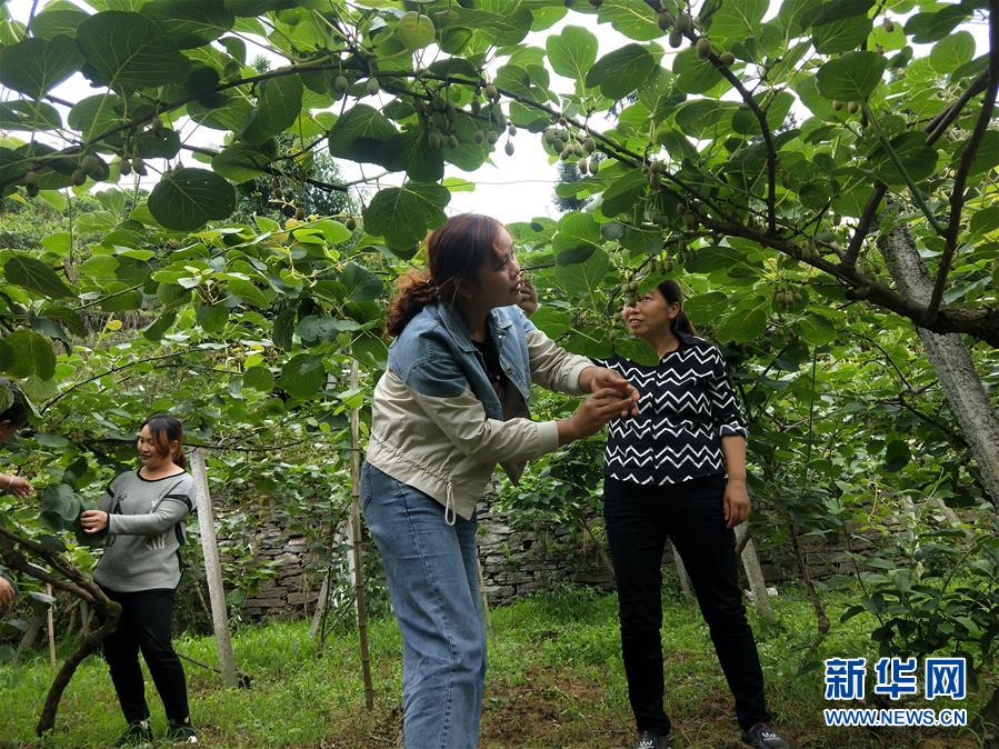 （新華全媒頭條·圖文互動）（10）初夏，循著總書記的腳步探訪產(chǎn)業(yè)扶貧新事