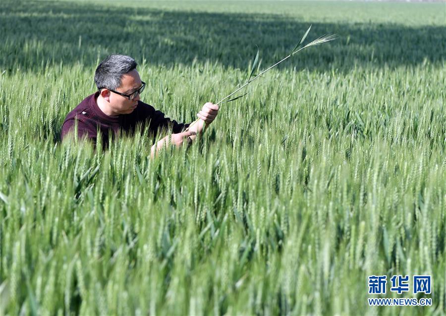 （在習近平新時代中國特色社會主義思想指引下——新時代新作為新篇章·習近平總書記關切事·圖文互動）（5）新農(nóng)事、新希望——夏收前田間新動態(tài)掃描